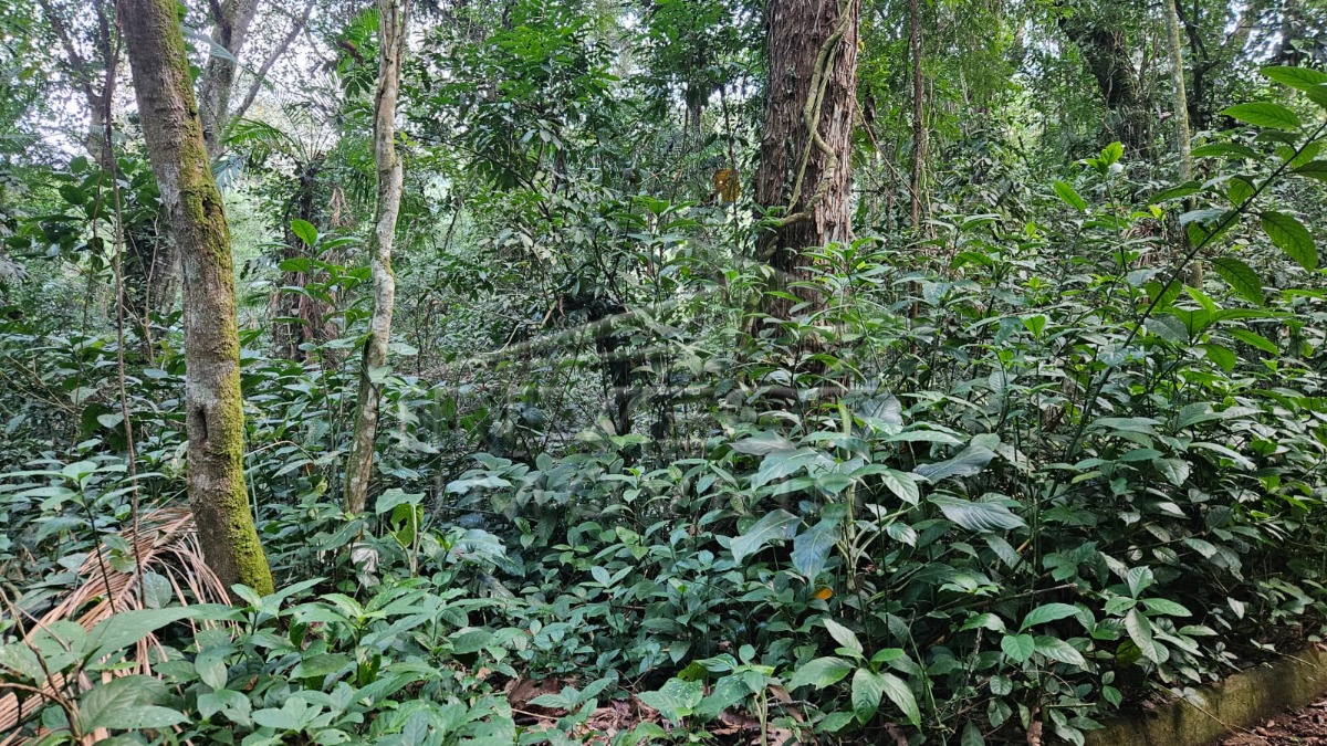 Ubatuba, Praia do Felix - Lote em Fase de Licenciamento Ambiental, Lote de 1000m2, com Proposta de Libração de 30%